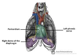 Mediastinum — organe des mediastinums das mediastinum, deutsch mittelfell, ist ein senkrecht verlaufender gewebsraum in der brusthöhle. The Middle Mediastinum Borders Contents Teachmeanatomy