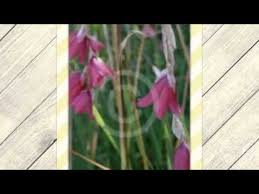Image result for Dierama cupuliflorum