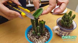 El cactus es una de las plantas favoritas para cientos de personas por la facilidad que tiene para crecer en interiores y exteriores, especialmente en esto se debe a que debe gozar de un buen drenaje y proporcionar las condiciones secas que son esenciales para la supervivencia del cactus. Poda Del Castillo De Hadas Acanthocereus Tetragonus Caktuky Youtube