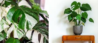 Monstera How To Care For The Trendiest Plant Of 2019 Salisbury Greenhouse