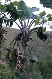 Image result for Strelitzia alba