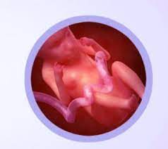 Tras las 22 semanas de embarazo el bebé mide unos 19 cm. Movimientos Del Bebe A Las 22 Semanas De Embarazo Los Movimientos De Su Crio Durante El Dificultad