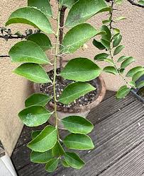 Image result for Gymnosporia senegalensis