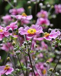 Three Dogs In A Garden Late Bloomers At The Toronto Music Garden Music Garden Late Summer Flowers Anemone