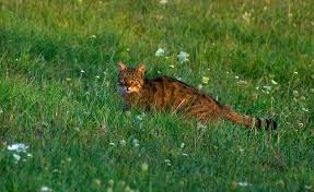 Olyan ritka, fajok költenek itt, mint kövirigó. Aggteleki Nemzeti Park