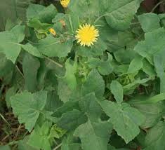 Image result for Sonchus schweinfurthii