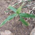 Image result for Coleotrype natalensis