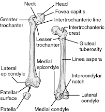 Trochanter With Images Human Anatomy And Physiology Medical Dictionary Anatomy And Physiology