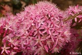 Image result for Tetragonia calycina