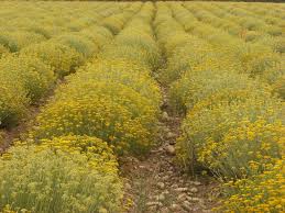 Image result for Helichrysum keilii