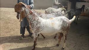 Makhi Cheena Herd Youtube