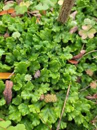 Image result for Didymoglossum