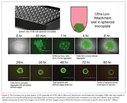 °vacuum treatment of 1.0 mm hg applied to aerated cultures for 5 min and released immediately before freezing. 3d Cell Culture A Rapidly Emerging Technique For Drug Discovery Drug Discovery World Ddw