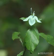 It looks like blue, but the flowers have a more intense color, and the shade is turquoise with green. Species Of Wilpattu National Park