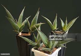 Image result for Sansevieria dawei