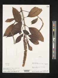 Image result for Bivinia jalbertii