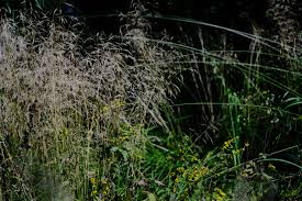 Image result for Deschampsia