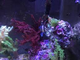 The bayer insecticides do well as a dip. Do You Dip Your Macro S General Discussion Nano Reef Community