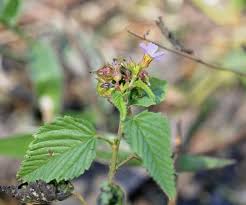 Image result for Melochia