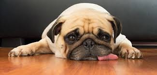 Hund Schlapp Lustlos Die Haufigsten Ursachen