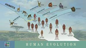 Human Evolution Human Evolution Tree Evolution