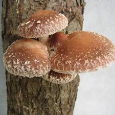 Image result for Lentinus edodes