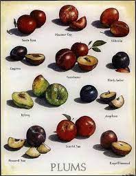 Maybe you would like to learn more about one of these? Poster Plum Types Of Plums Plum Fruit Fruit And Veg