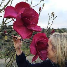 Lihp On Instagram Magnolia Felix King Of All Deciduous Magnolias They Re Big Jennie S Dad Leo Ko Magnolia Tree Landscaping Flowering Trees Trees To Plant