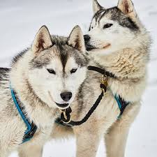 Maybe you would like to learn more about one of these? Alaskan Malamute Pdsa