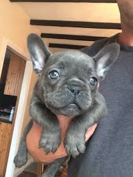 French bulldog puppies ohio for sale. French Bulldog Puppies For Sale Delaware Oh French Bulldog Puppies Bulldog Puppies Bulldog Puppies For Sale