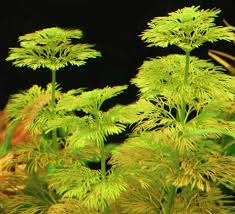 Image result for Limnophila fluviatilis