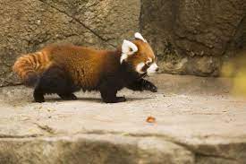 Meet The Cutest Cubs In Chicago 10 Photos Red Panda Red Panda Cute Red Panda Baby