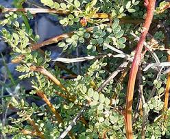 Image result for Erythrostemon