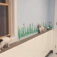 other funny gifs http gif tv tumblr com and funny youtube video https www youtube com watch v qqkw5m0i qc sevimli kedicik sevimli kediler komik hayvan