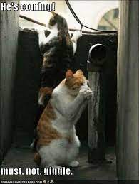 He S Coming Must Not Giggle Funny Animal Pictures Funny Cat Photos Funny Cat Pictures
