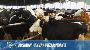 Bazı besiciler çoğu hayvanını sattığını söylerken, bazıları ise bayramın birinci günü satışların olacağından umutlu. Aksaray Hayvan Pazarindayiz Sultan Pazari Youtube