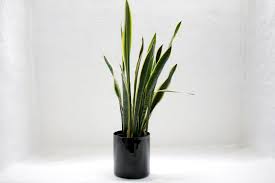 Check spelling or type a new query. 10 Best Indoor Plants For Low Light Environments Bloomspace