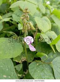 Image result for Neustanthus