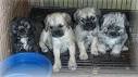 Pugapoo Dog Breed Information - Vetstreet