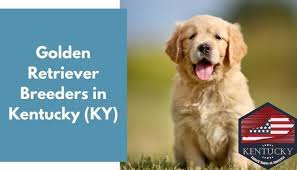 Maybe you would like to learn more about one of these? 31 Golden Retriever Breeders In Kentucky Ky Golden Retriever Puppies For Sale Animalfate