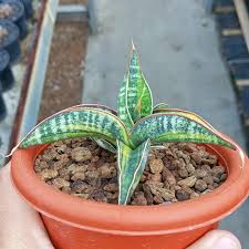 Image result for Cuviera semseii