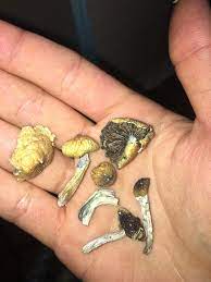 First Time Doing Shrooms Could Someone Clarify That These Are Safe To Eat Want To Make Sure They Aren T Poisonous Bought From A Dealer R Shrooms