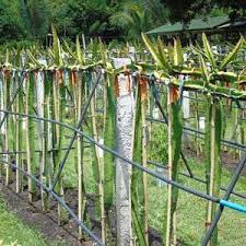 A tree nursery with quality bare root trees, tree saplings and tree seedlings for sale. Pin On Como Plantar Pitaya