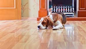 best flooring for dogs: 7 types for