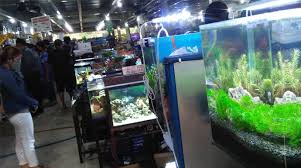 Tersedia semua keperluan dan perlengkapan hobi aquascaping : Demam Aquascape Dan Aquarium Melanda Remaja Bogor Di Tengah Pandemi Corona Radar Bogor Berita Bogor Terpercaya