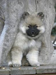 Styling easy short hairstyles with layers have never been so exciting! 12 Weeks My Katie Keeshond Puppy Cute Dogs Pets