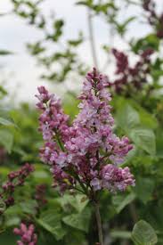 Image result for Buchnera affinis