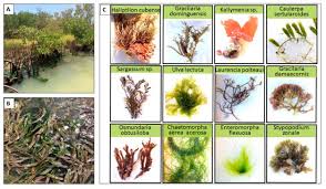 Image result for Lactuca imbricata