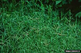 Image result for Cynodon dactylon