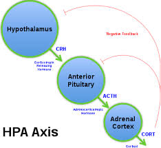 56 x 300 mm 4.1 kg/m 3: Hypothalamic Pituitary Adrenal Axis Wikipedia